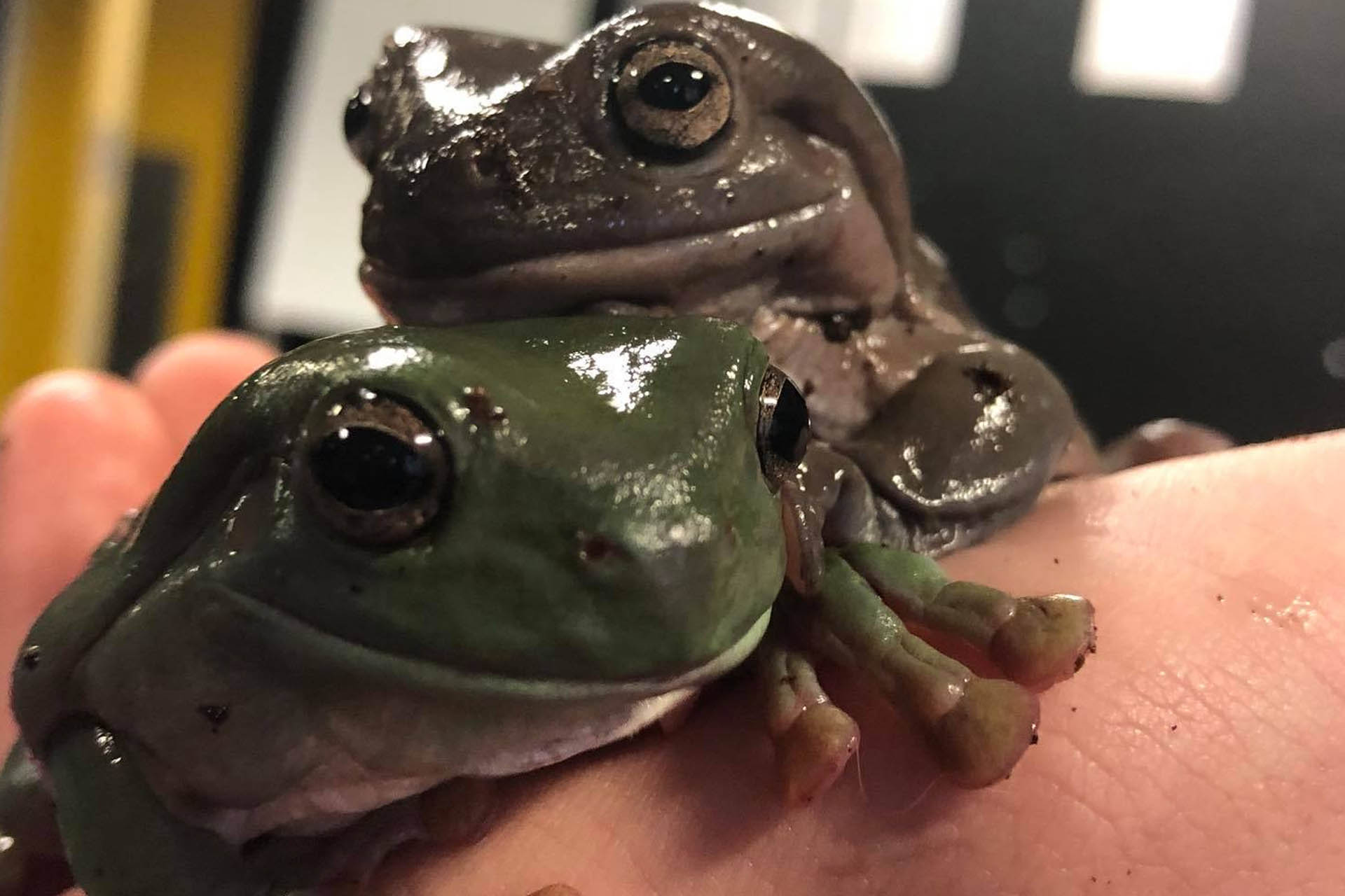 Meet our mini beasts!